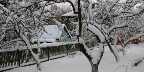 Kora na kruški puca - šta učiniti i kako izliječiti pukotine